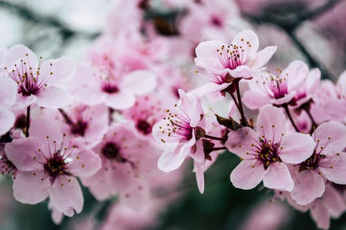 鮮花進口報關
